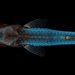 Vista dorsal de um peixe-zebra |  Daniel Castranova | Divulgação Nikon Small World
